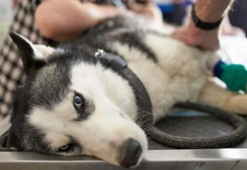 Husky contrae rabia; mantienen en aislamiento a una familia