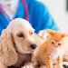 Señales que te pueden alertar para saber si tu mascota se siente mal y debes llevarlo al veterinario
