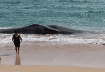 Ballena muerta en Hawai tenía plástico en el estómago