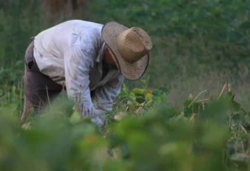 Necesario retomar actividad agrícola