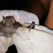 Muere ganado vacuno por rabia paralítica; murciélago hematófago ataca en Jonuta