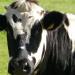 Brasil estudia posible caso de enfermedad de las vacas locas
