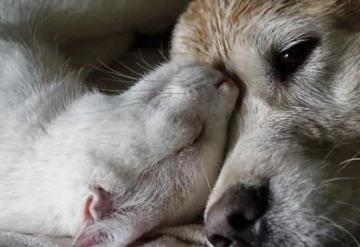 Estos son los cuidados que debes tener con tu mascota si está en una edad avanzada