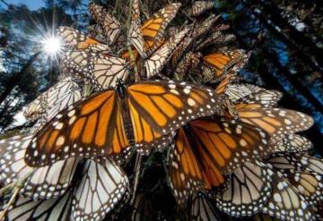 Por cambio climático la mariposa monarca adelanta su regreso a Estados Unidos