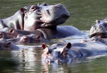 Hipopótamos de Pablo Escobar llegarían a zoológicos de México para evitar su sacrificio