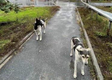 Perros callejeros de Chernóbil son genéticamente diferentes