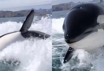 Dúo de orcas asesina a 20 tiburones en Sudáfrica