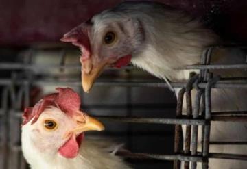 Francia reporta casos de gripe aviar H5N1 en zorros