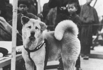 Hachiko: la historia del perrito que esperó a su dueño por años afuera de una estación de tren