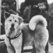 Hachiko: la historia del perrito que esperó a su dueño por años afuera de una estación de tren
