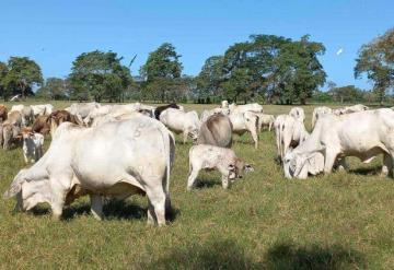 Ganaderos en alerta por rabia paralítica y tuberculosis bovina