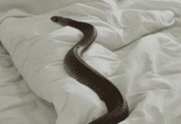 Mujer se lleva gran susto tras hallar una serpiente de dos metros ´dormida´ en su cama