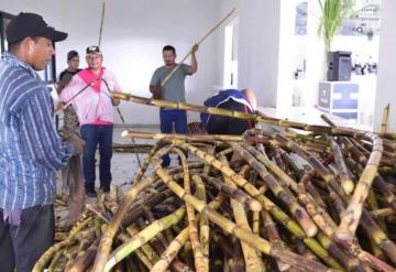 Tabasco ocupa el sexto lugar en producción cañera