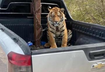 Tigre de bengala asegurando en Mazatlán no podrá regresar a su hábitat