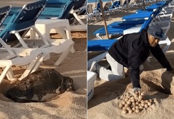 VIDEO: Camastros impiden a tortuga desovar en Los Cabos