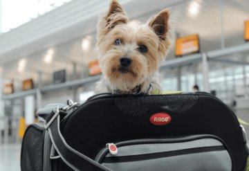 Consejos para viajar con tu mascota en estas vacaciones de Semana Santa