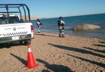 Ayudan a elefante marino a regresar al mar tras quedar varado en Sonora