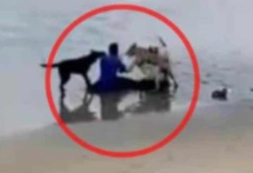 Captan a jauría de perros mordiendo a hombre en una playa de Tijuana