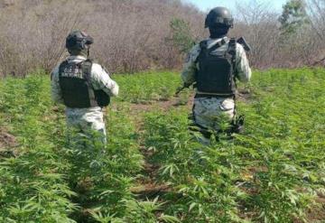 Dan positivo a mariguana 520 elementos de la Guardia Nacional