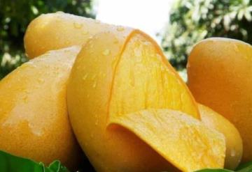 Mango Ataulfo, la fruta que fue modificada por un agrónomo mexicano