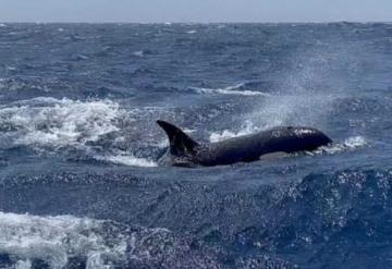 Expertos advierten que orcas ya aprendieron a hundir barcos