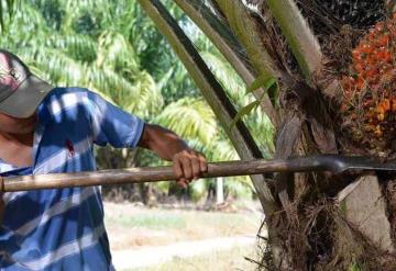 La agricultura es el sector con mayor probabilidad de desarrollo en la entidad