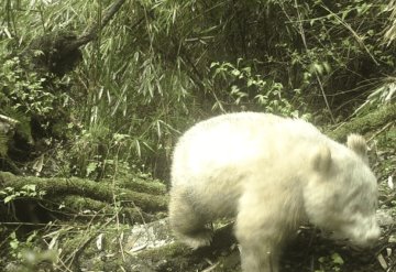 Captan en China al único panda totalmente blanco en el mundo