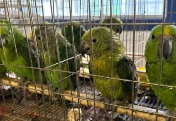 La Profepa traslada aves decomisadas a zoológicos de la república