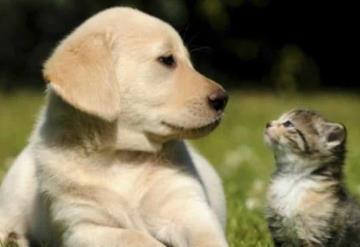 ¿Le cortas el pelo? Conoce cómo cuidar a tu mascota del calor