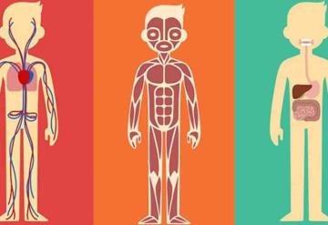 La maravilla del cuerpo y sus funciones (I)