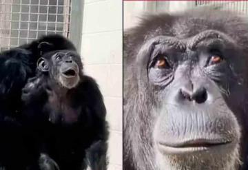 El conmovedor momento en el que un chimpancé de 29 años ve el cielo por primera vez