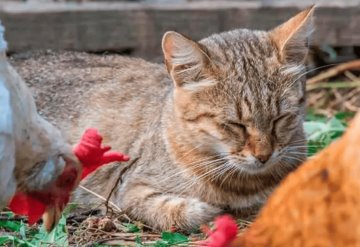 La OMS alerta de un número elevado de gatos infectados con gripe aviar en Polonia