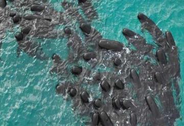 Mueren 97 ballenas que quedaron varadas en playa de Australia