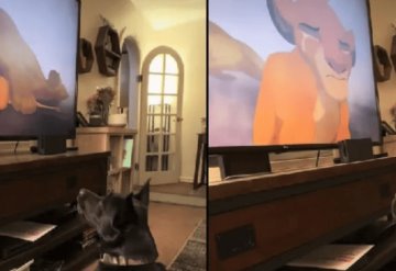 Perrito llora al ver ´El Rey León´ y se vuelve viral | VIDEO