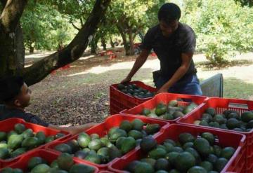 Cortadores y empacadores de aguacate no cuentan con seguridad social: STPS