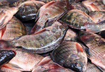 Amputan extremidades por comer tilapia en mal estado