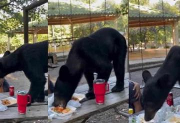 Oso se sube a mesa y DEVORA alimentos frente a familia en parque de Nuevo León | VIDEO