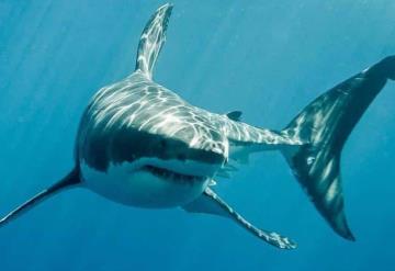 Tiburón mata a mujer en playas de Jalisco