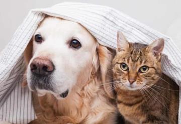 Te decimos cuatro secretos para lograr una sólida amistad entre perros y gatitos