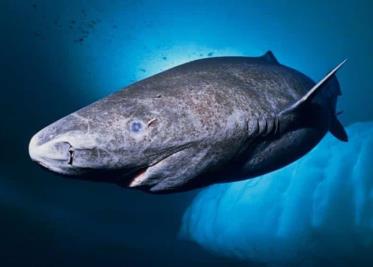 Reaparece en Belice el tiburón más viejo del mundo