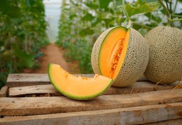 Lanzan alerta sanitaria en EU y Canadá por melones mexicanos