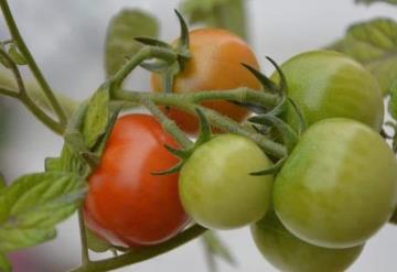 NASA encuentra tomates perdidos en el espacio hace casi un año; así lucen