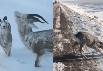 VIDEO: Animales congelados por bajas temperaturas en Noruega