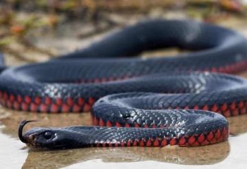 Video: Encuentran serpiente venenosa saliendo de un refrigerador