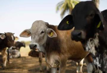 En riesgo el consumo de carne no regulada en el estado