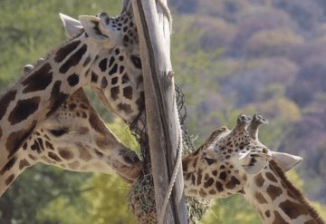 VIDEO: Benito, la jirafa explora su nuevo hogar en Africam Safari