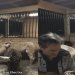 VIDEO: La alpaca de Kevin Bacon y su respuesta a 'My Sharona'