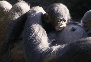 Nacen dos crías de una subespecie de chimpancé amenazada