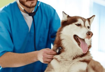 Iniciativa para que servicios veterinarios de mascotas sean deducibles de impuestos