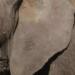 Elefanta Annie, de Atayde Hermanos, tiene bajo peso y problemas de salud: Especialistas
